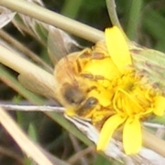 Apis mellifera (European honey bee) at Yarralumla Grassland (YGW) - 19 Feb 2024 by MichaelMulvaney
