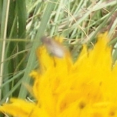 Diptera (order) (Fly - Unidentified) at Yarralumla, ACT - 19 Feb 2024 by MichaelMulvaney