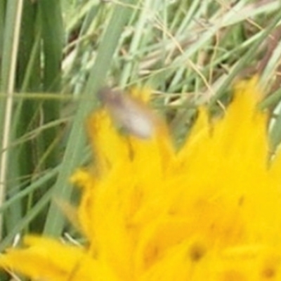 Diptera (order) (Fly - Unidentified) at Black Street Grasslands to Stirling Ridge - 19 Feb 2024 by MichaelMulvaney