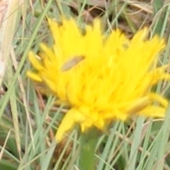 Diptera (order) at Yarralumla Grassland (YGW) - 19 Feb 2024