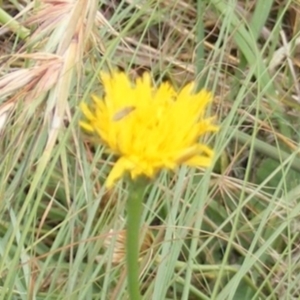 Diptera (order) at Yarralumla Grassland (YGW) - 19 Feb 2024