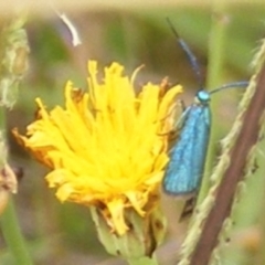 Pollanisus (genus) (A Forester Moth) at Yarralumla Grassland (YGW) - 19 Feb 2024 by MichaelMulvaney
