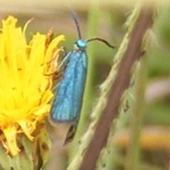 Pollanisus (genus) at Yarralumla Grassland (YGW) - 19 Feb 2024