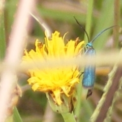 Pollanisus (genus) at Yarralumla Grassland (YGW) - 19 Feb 2024