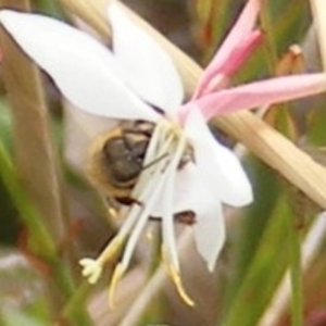 Apis mellifera at Yarralumla Grassland (YGW) - 19 Feb 2024