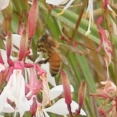 Apis mellifera at Yarralumla Grassland (YGW) - 19 Feb 2024