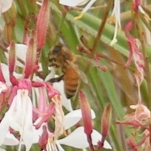 Apis mellifera at Yarralumla Grassland (YGW) - 19 Feb 2024