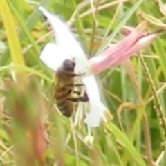 Apis mellifera (European honey bee) at Yarralumla, ACT - 19 Feb 2024 by MichaelMulvaney