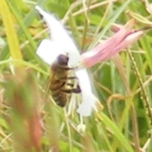 Apis mellifera at Yarralumla Grassland (YGW) - 19 Feb 2024