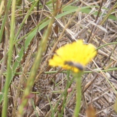 Apiformes (informal group) (Unidentified bee) at Black Street Grasslands to Stirling Ridge - 19 Feb 2024 by MichaelMulvaney
