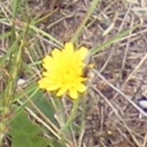 Apiformes (informal group) at Yarralumla Grassland (YGW) - 19 Feb 2024