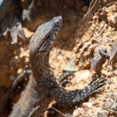 Varanus rosenbergi (Heath or Rosenberg's Monitor) at Uriarra Village, ACT - 19 Feb 2024 by Jek