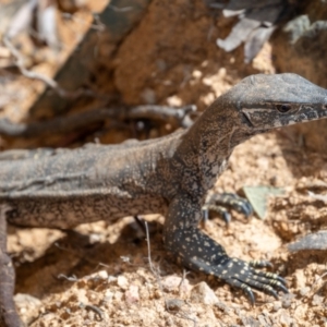 Varanus rosenbergi at Lower Cotter Catchment - suppressed