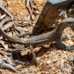 Varanus rosenbergi at Lower Cotter Catchment - suppressed