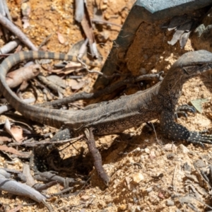 Varanus rosenbergi at Lower Cotter Catchment - 19 Feb 2024