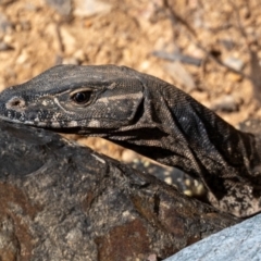 Varanus rosenbergi at Lower Cotter Catchment - suppressed