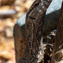 Varanus rosenbergi at Lower Cotter Catchment - suppressed