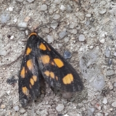 Unidentified Tiger moth (Arctiinae) at Australian National University - 19 Feb 2024 by VanceLawrence