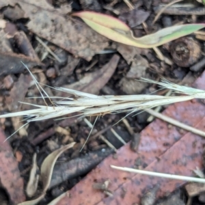 Rytidosperma sp. at Watson, ACT - 19 Feb 2024