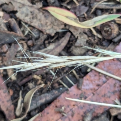 Rytidosperma sp. (Wallaby Grass) at Watson, ACT - 19 Feb 2024 by AniseStar