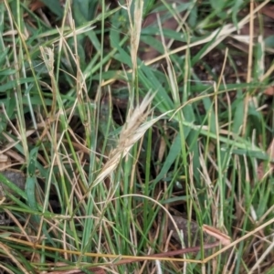 Rytidosperma sp. at Watson, ACT - 19 Feb 2024