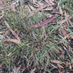 Rytidosperma sp. at Watson, ACT - 19 Feb 2024