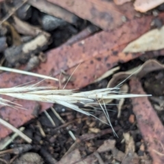 Rytidosperma sp. at Watson, ACT - 19 Feb 2024