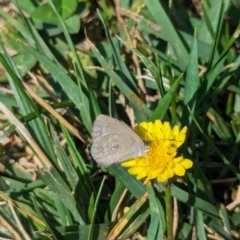 Zizina otis (Common Grass-Blue) at Wallaroo, NSW - 17 Feb 2024 by AniseStar