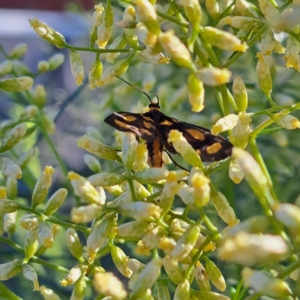 Asura (genus) at Watson, ACT - 9 Feb 2024