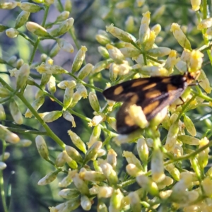 Asura (genus) at Watson, ACT - 9 Feb 2024