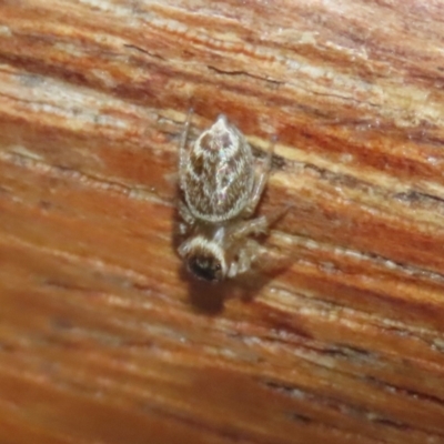 Maratus griseus (Jumping spider) at Jerrabomberra Wetlands - 19 Feb 2024 by RodDeb
