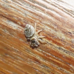 Maratus griseus at Jerrabomberra Wetlands - 19 Feb 2024 01:06 PM