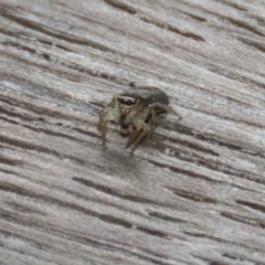 Maratus griseus at Jerrabomberra Wetlands - 19 Feb 2024