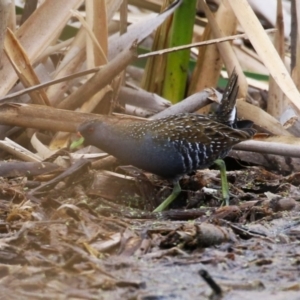 Porzana fluminea at Jerrabomberra Wetlands - 19 Feb 2024