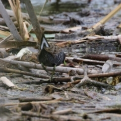 Porzana fluminea at Jerrabomberra Wetlands - 19 Feb 2024