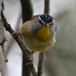 Pardalotus punctatus at Jerrabomberra Wetlands - 19 Feb 2024