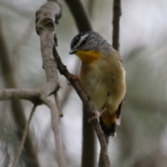 Pardalotus punctatus at Jerrabomberra Wetlands - 19 Feb 2024