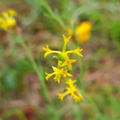 Pimelea curviflora var. sericea (Curved Riceflower) at Chifley, ACT - 18 Feb 2024 by WalkYonder