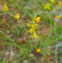 Pimelea curviflora var. sericea at Mount Taylor - 19 Feb 2024