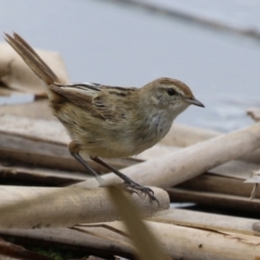 Poodytes gramineus (Little Grassbird) at Fyshwick, ACT - 19 Feb 2024 by RodDeb