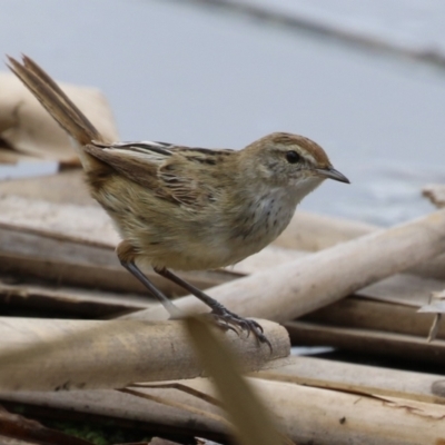 Poodytes gramineus (Little Grassbird) at Jerrabomberra Wetlands - 19 Feb 2024 by RodDeb