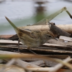 Poodytes gramineus at Jerrabomberra Wetlands - 19 Feb 2024