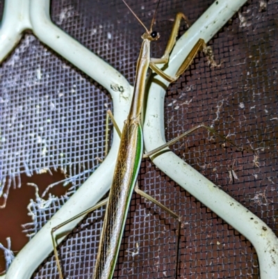 Unidentified Praying mantis (Mantodea) at Kambah, ACT - 19 Feb 2024 by HelenCross