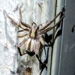 Argoctenus sp. (genus) (Wandering ghost spider) at Kambah, ACT - 19 Feb 2024 by HelenCross