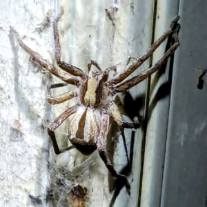 Argoctenus sp. (genus) at Lions Youth Haven - Westwood Farm A.C.T. - 19 Feb 2024