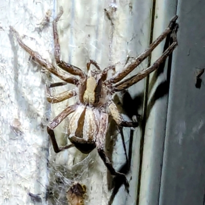 Argoctenus sp. (genus) (Wandering ghost spider) at Lions Youth Haven - Westwood Farm - 19 Feb 2024 by HelenCross