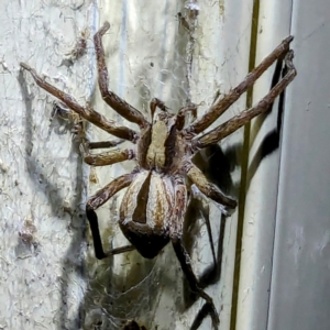 Argoctenus sp. (genus) at Lions Youth Haven - Westwood Farm A.C.T. - 19 Feb 2024