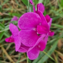 Lathyrus latifolius (Perennial Pea) at Chifley, ACT - 19 Feb 2024 by WalkYonder