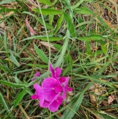 Lathyrus latifolius at Chifley, ACT - 19 Feb 2024