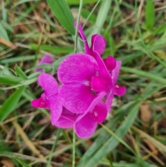 Lathyrus latifolius at Chifley, ACT - 19 Feb 2024